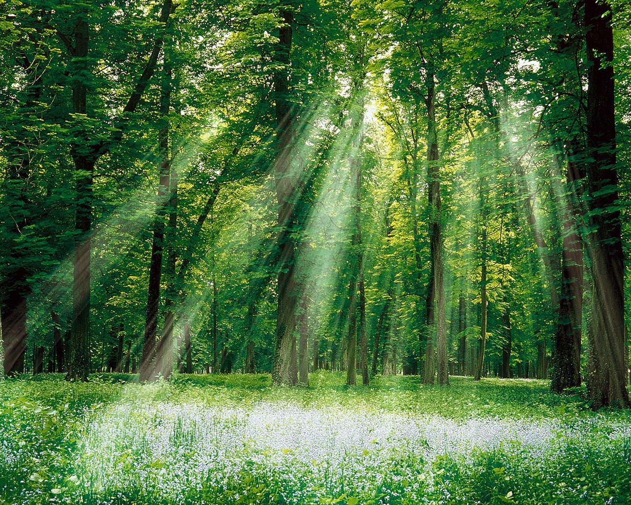 Planter des arbres fonds d'écran (3) #20 - 1280x1024