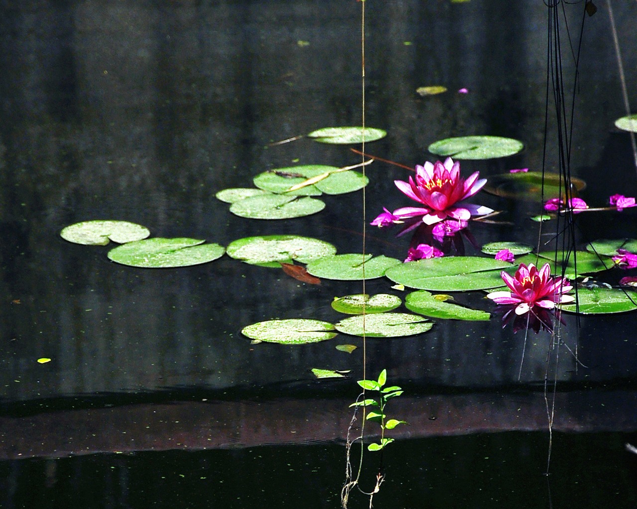 Flowers blooming (Old Hong OK works) #17 - 1280x1024