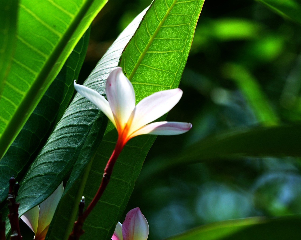 Flower close-up (Old œuvres Hong OK) #1 - 1280x1024