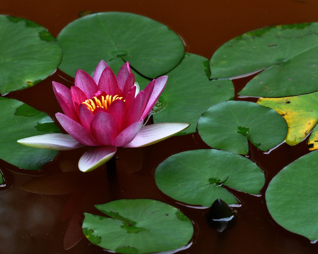 Flower close-up (Old Hong OK works) #2 - 1280x1024