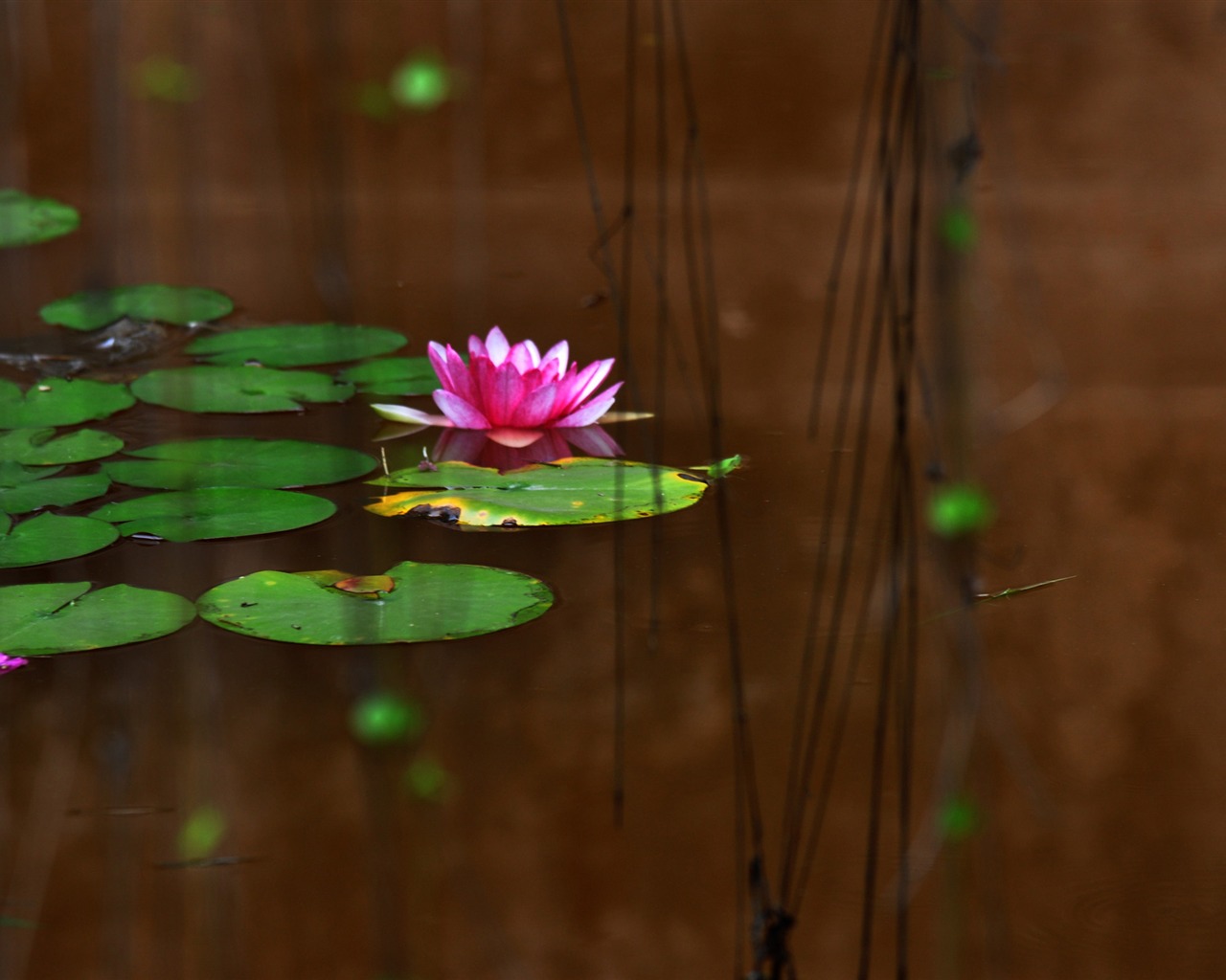 Flower close-up (Old Hong OK works) #3 - 1280x1024