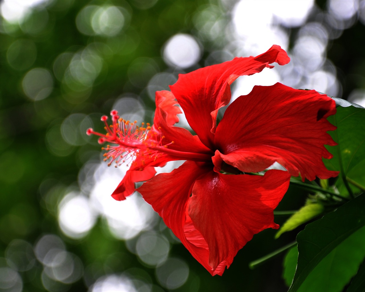 Flower close-up (Old Hong OK works) #6 - 1280x1024