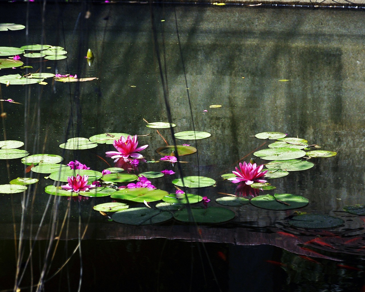 Flower close-up (Old œuvres Hong OK) #10 - 1280x1024