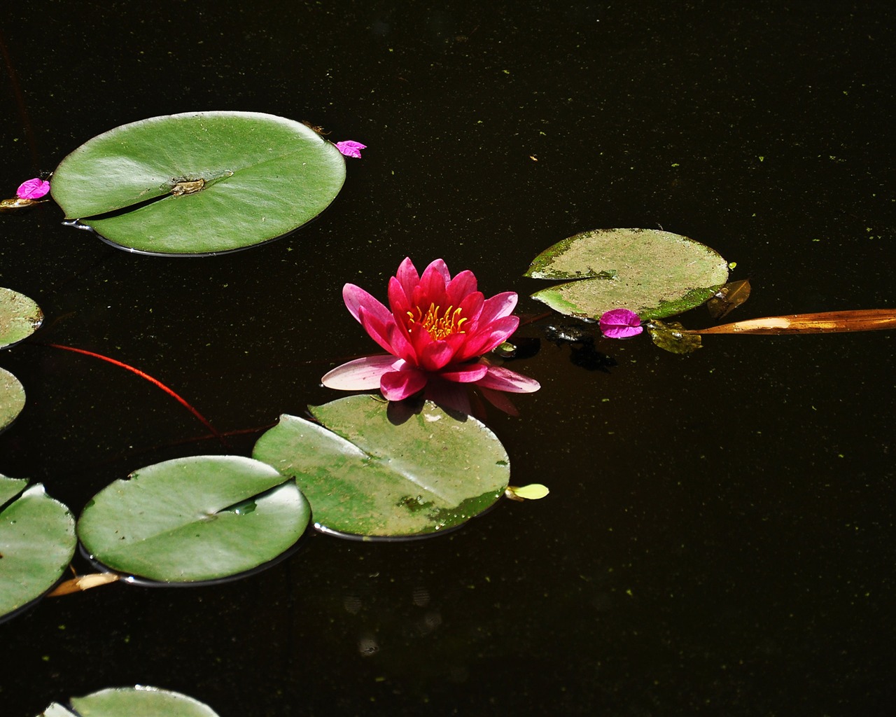 Flower close-up (Old œuvres Hong OK) #11 - 1280x1024