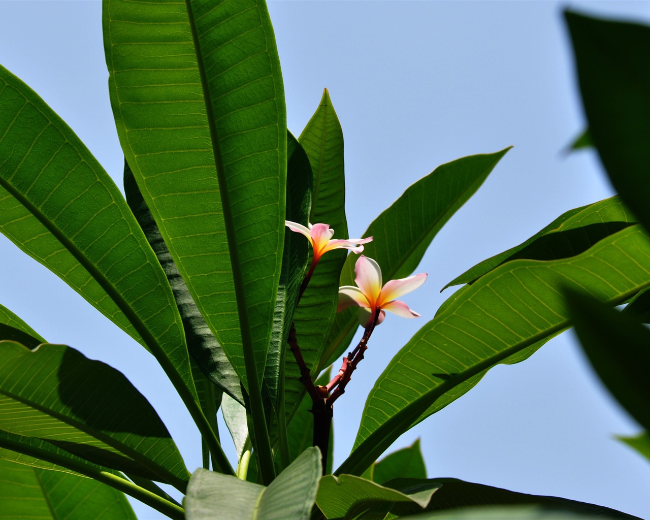 Flower Close-up (Old Hong OK Werke) #13 - 1280x1024