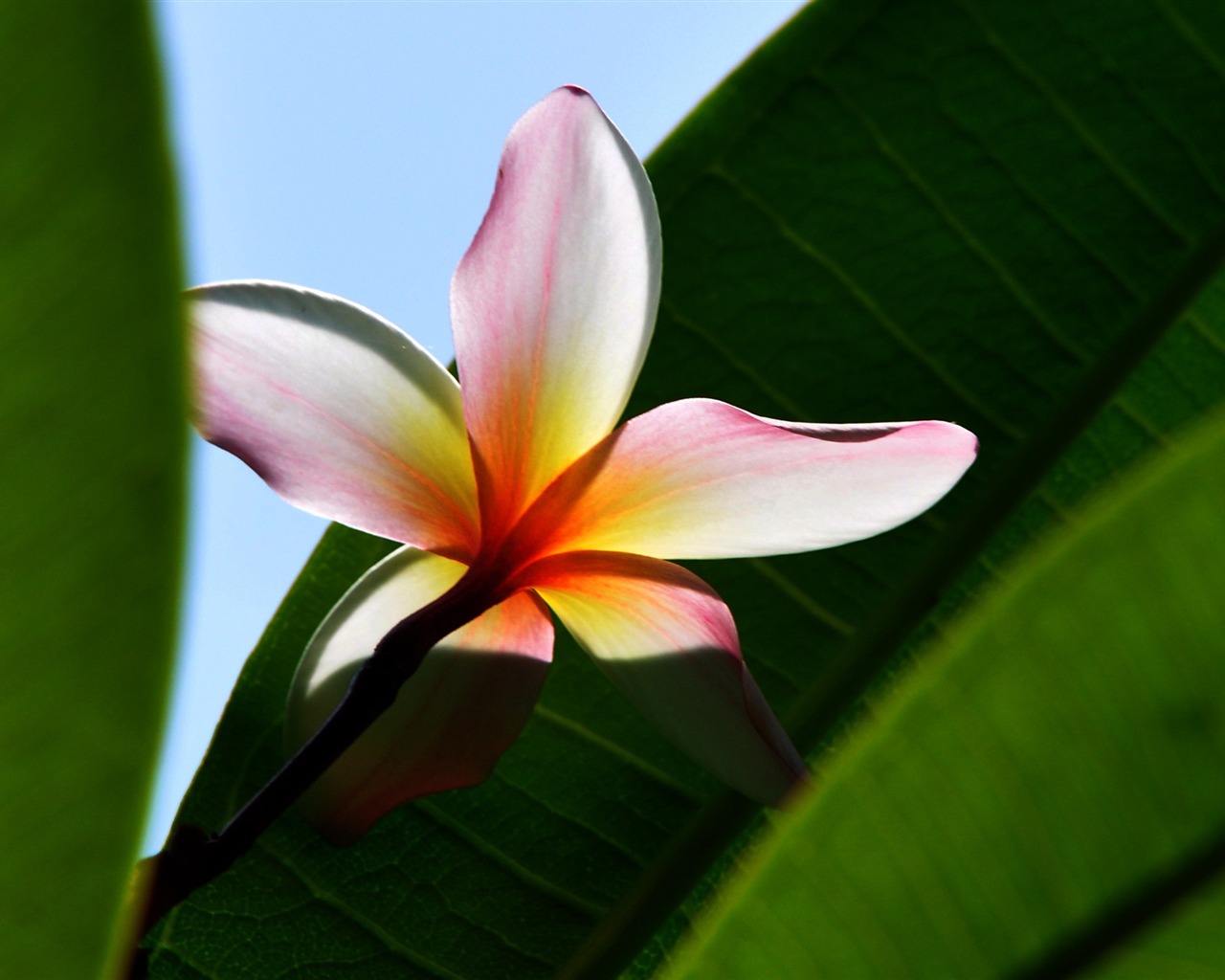 Flower close-up (Old Hong OK works) #14 - 1280x1024