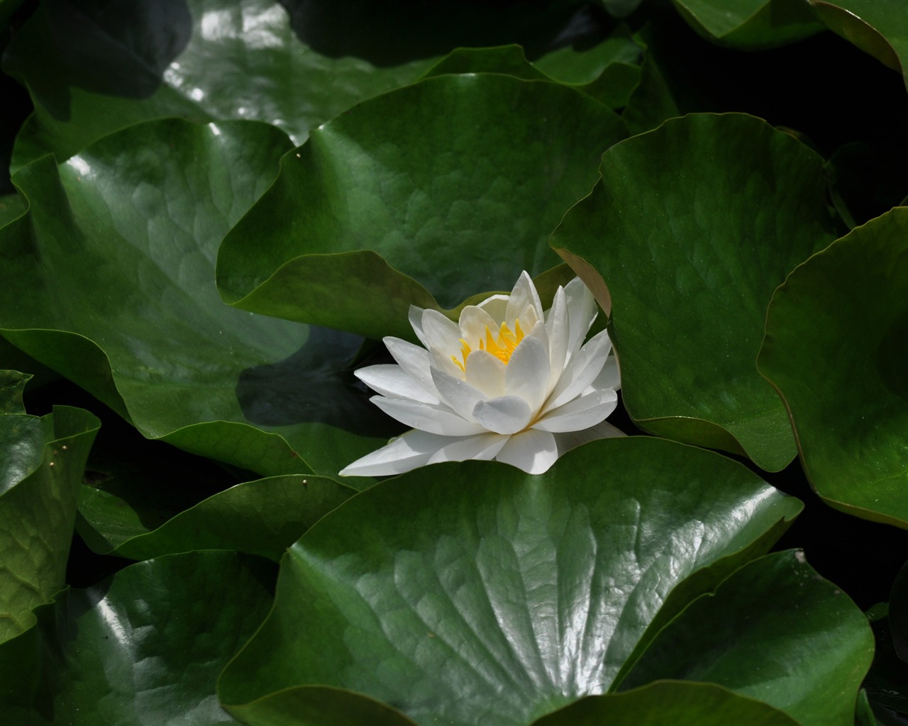 Flower close-up (Old œuvres Hong OK) #16 - 1280x1024