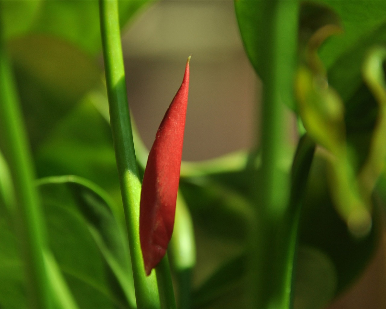 Flower close-up (Old Hong OK works) #19 - 1280x1024