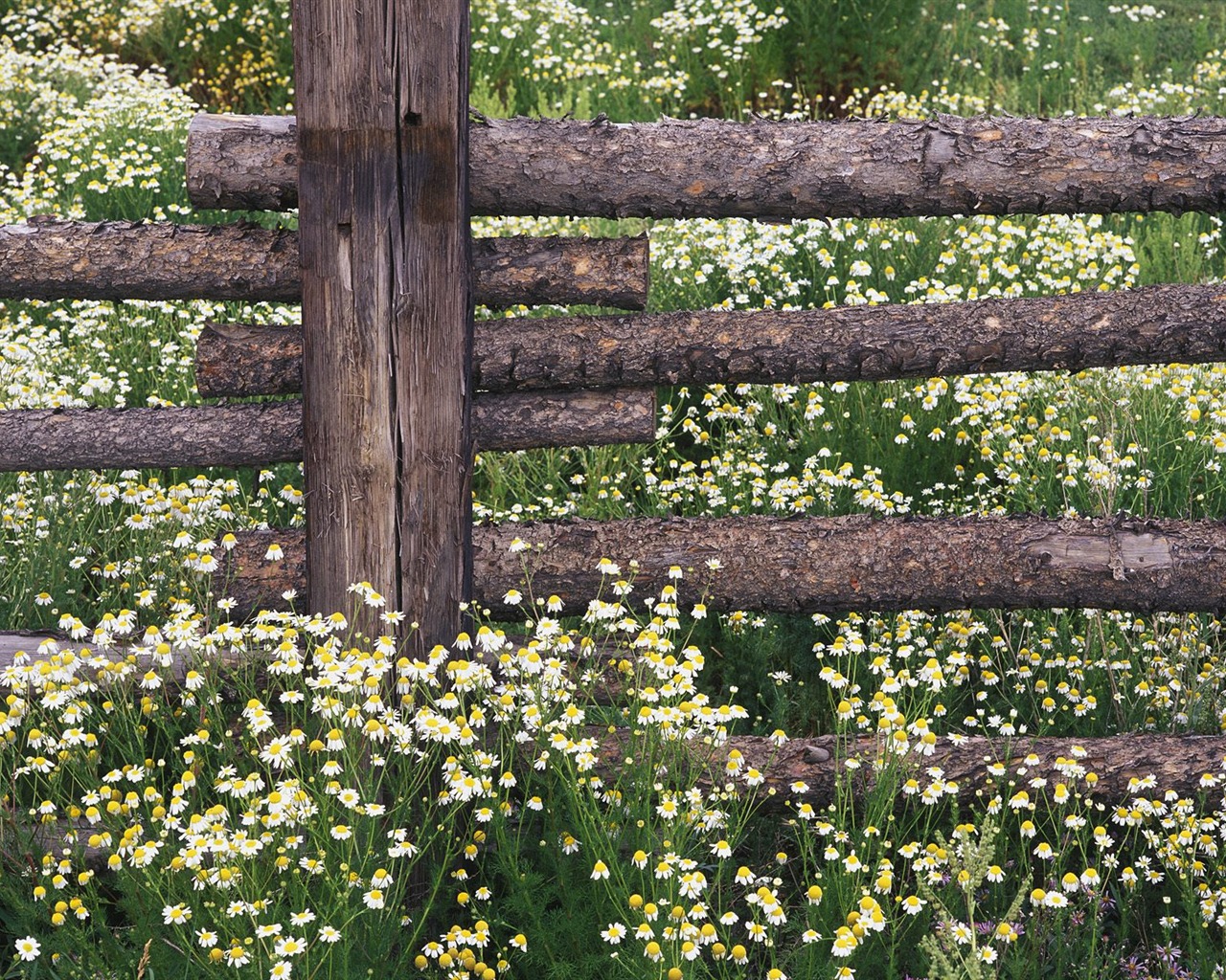 Zasadit stromy, tapety (4) #10 - 1280x1024