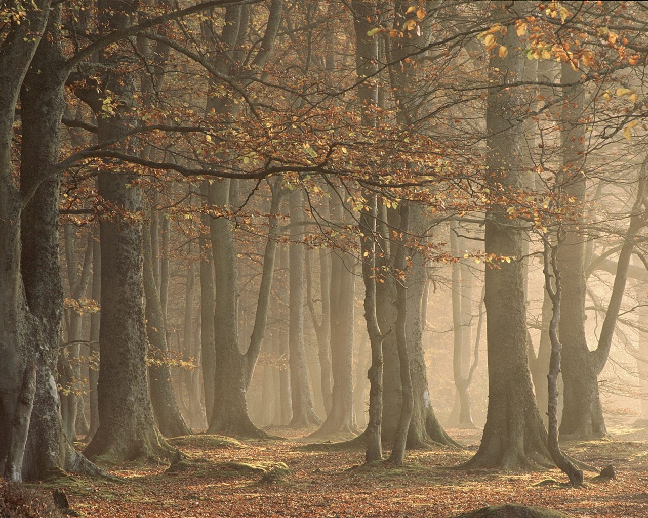 Plant trees wallpaper (4) #16 - 1280x1024