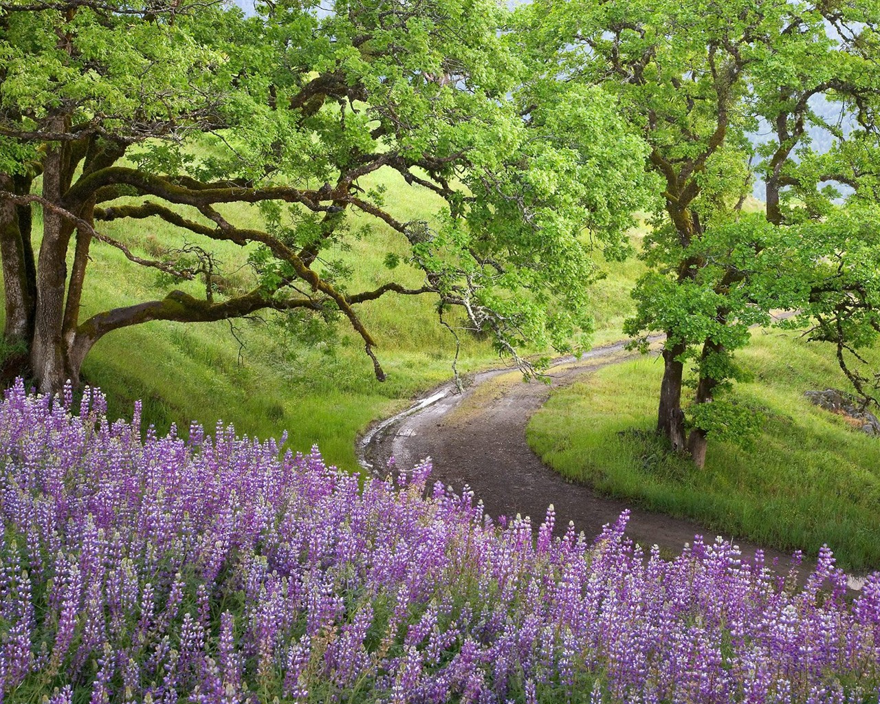 Zasadit stromy, tapety (4) #19 - 1280x1024