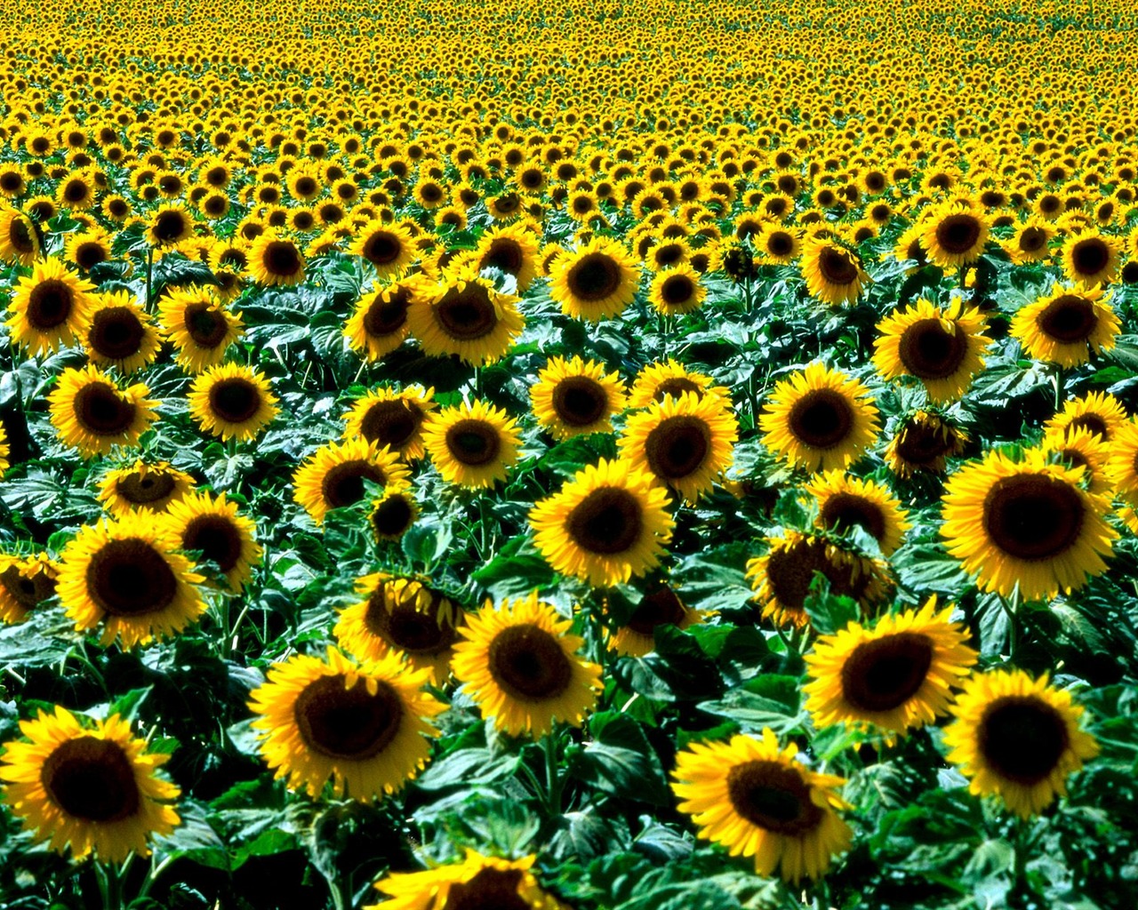 Planter des arbres fonds d'écran (5) #4 - 1280x1024