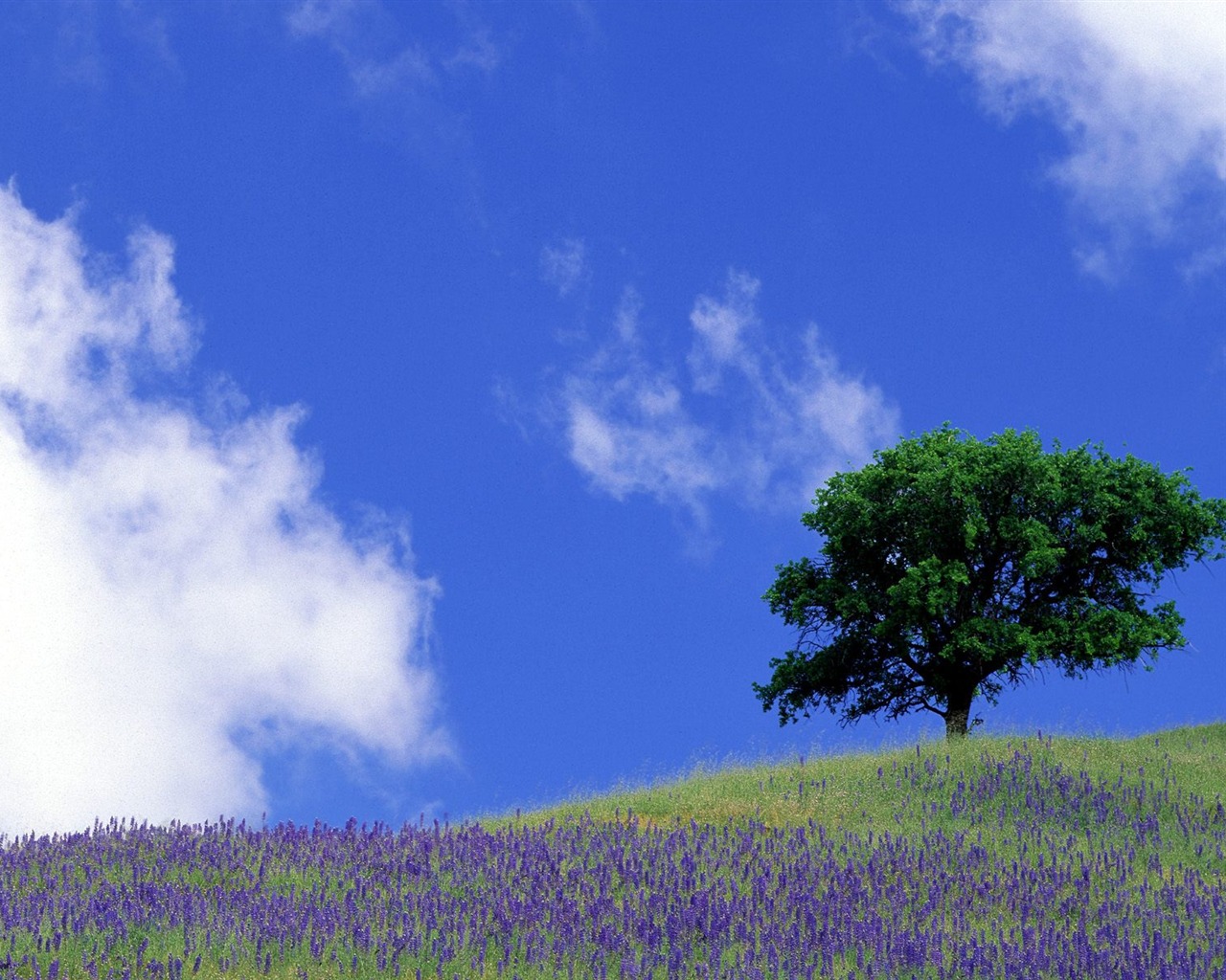 Zasadit stromy, tapety (6) #18 - 1280x1024