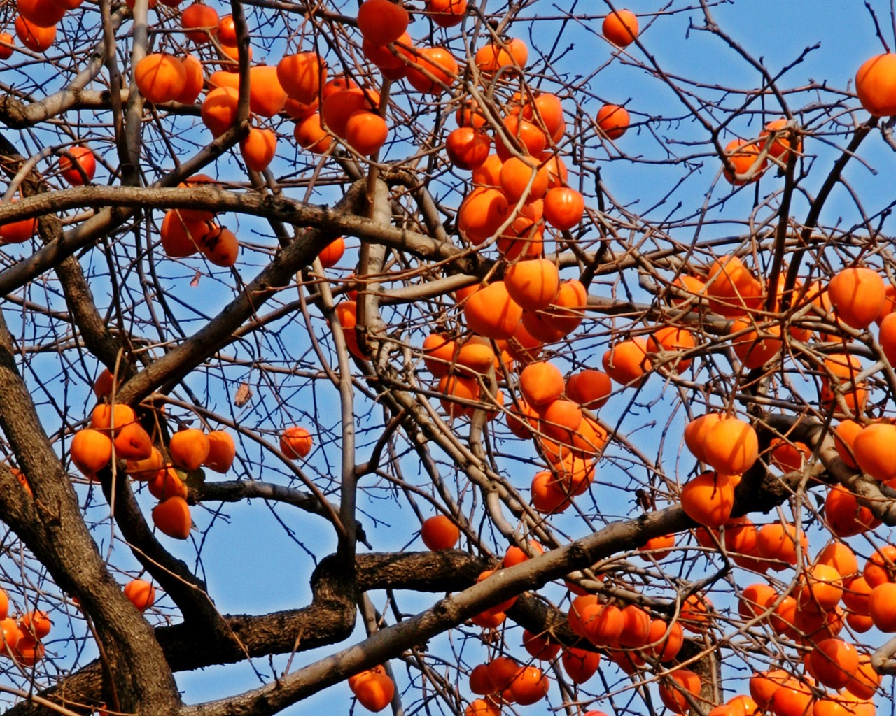 Fotografování krajiny (2) (Li Shanquan práce) #3 - 1280x1024