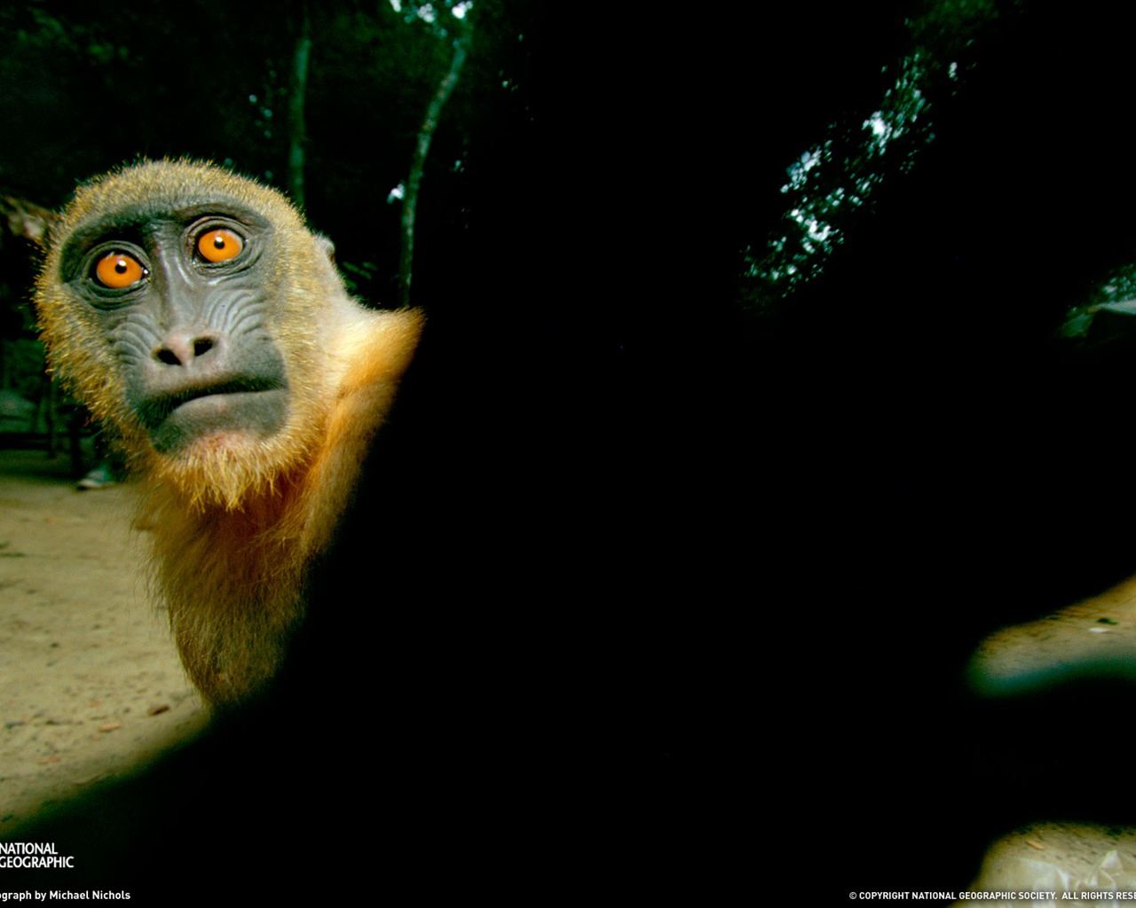 National Geographic animal wallpaper album (1) #11 - 1280x1024