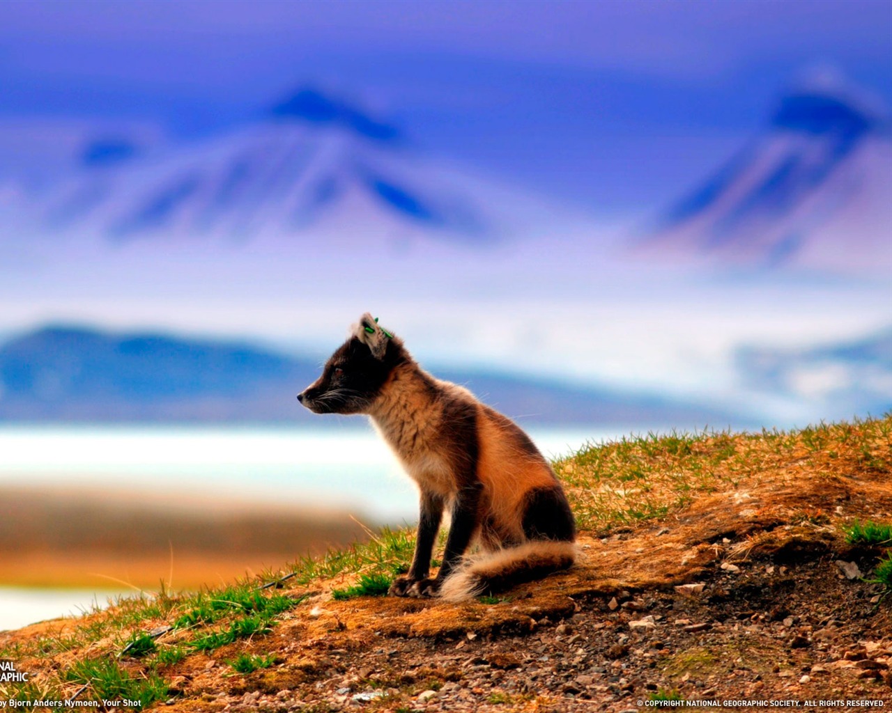 National Geographic zvířecí tapety album (2) #1 - 1280x1024