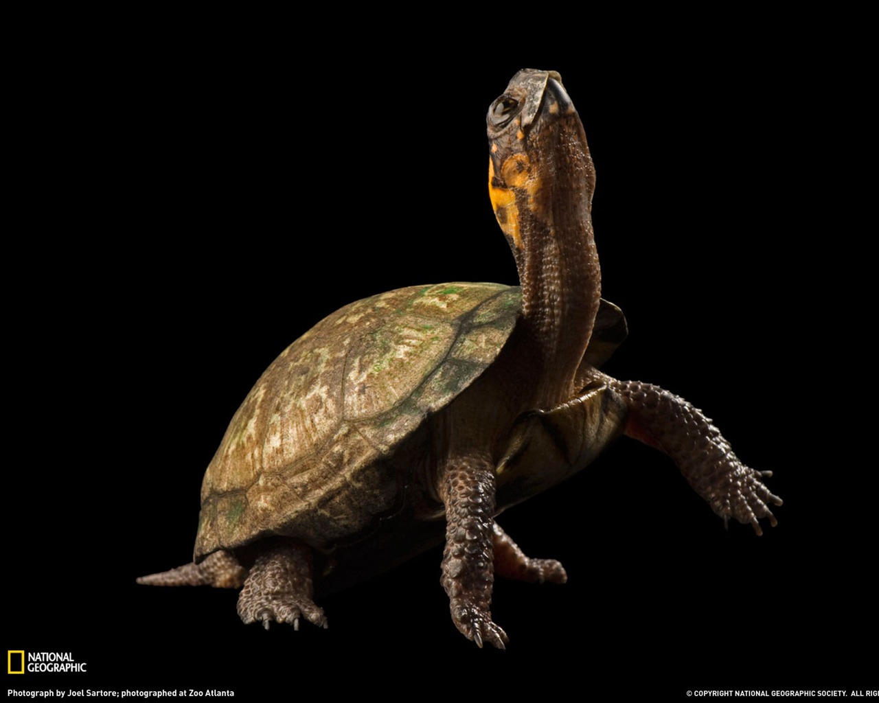 National Geographic zvířecí tapety album (2) #2 - 1280x1024