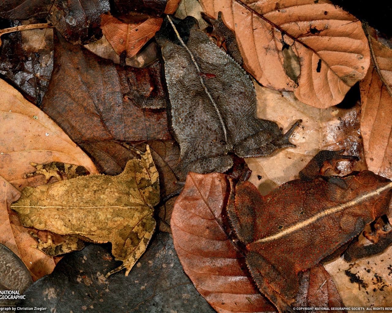 National Geographic zvířecí tapety album (2) #3 - 1280x1024