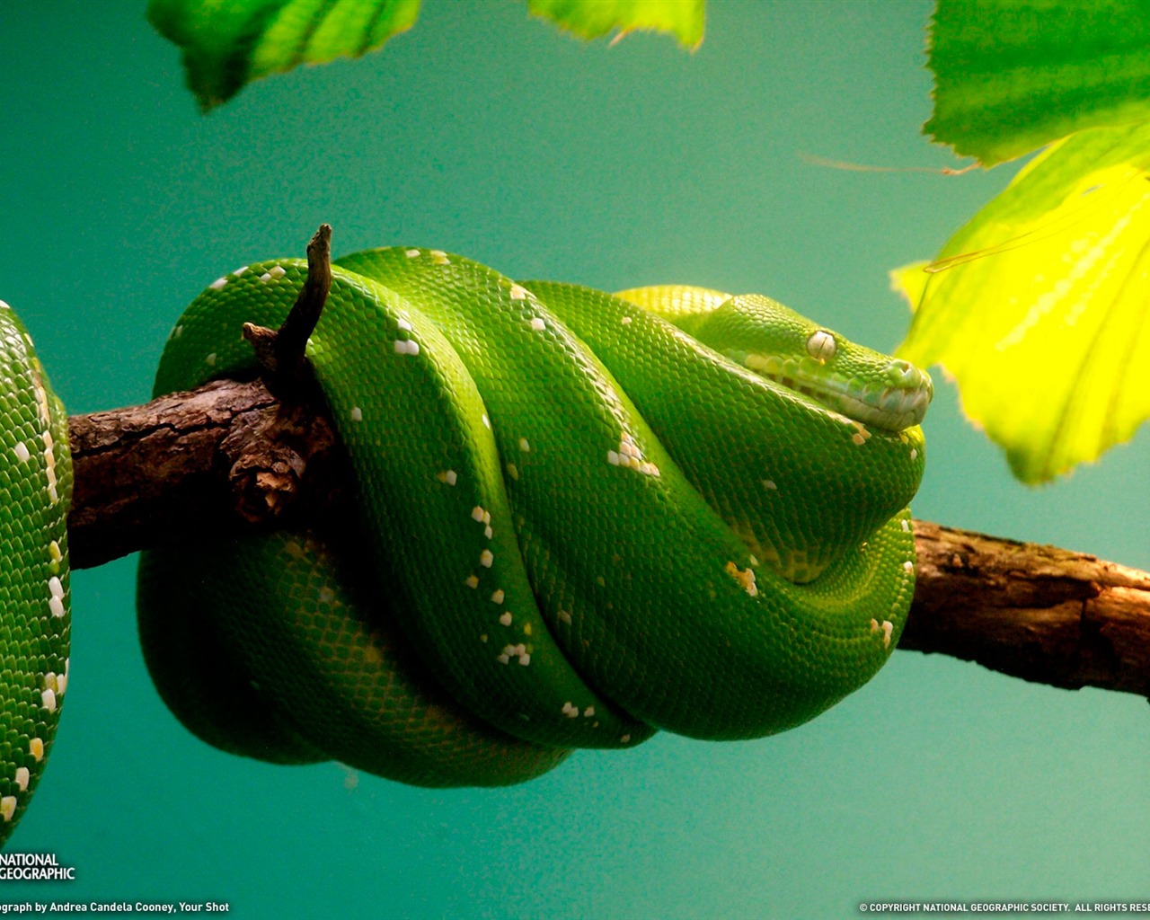 National Geographic zvířecí tapety album (2) #12 - 1280x1024