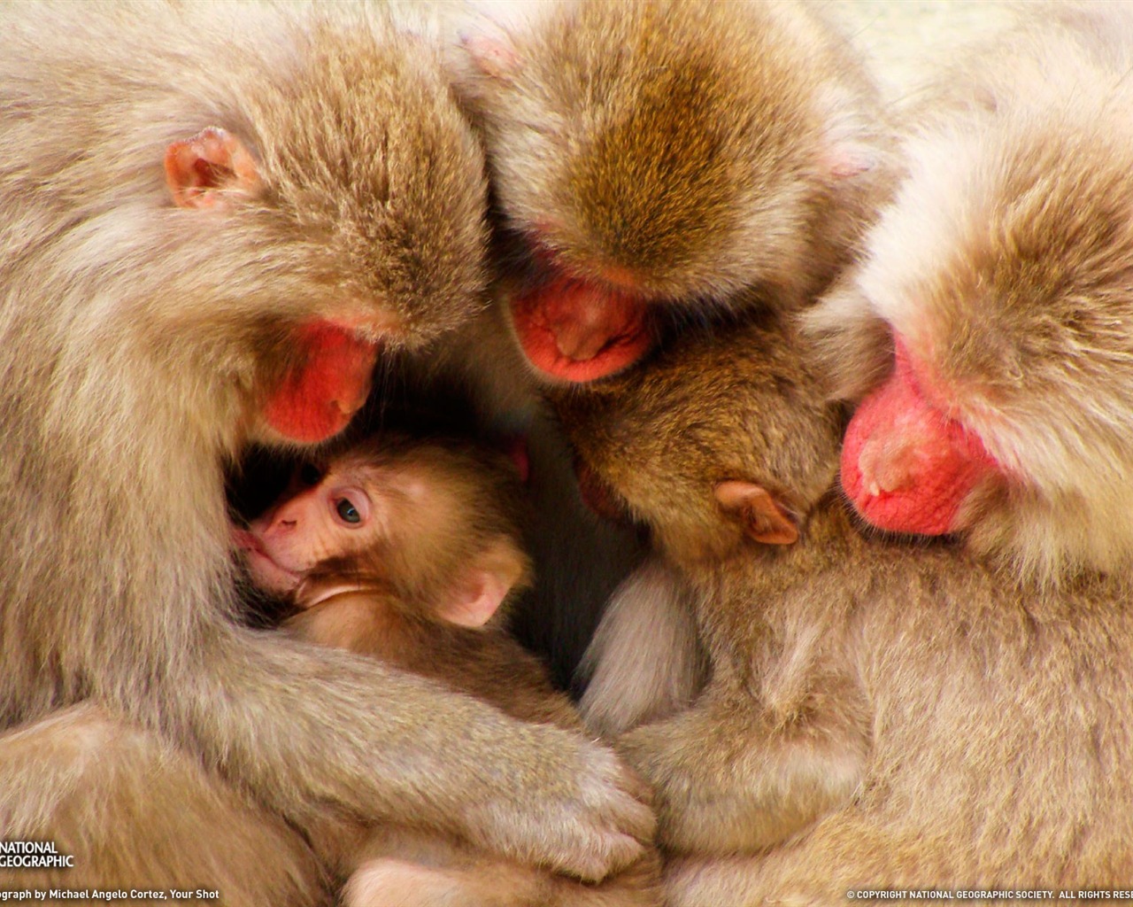 National Geographic animal wallpaper album (2) #18 - 1280x1024