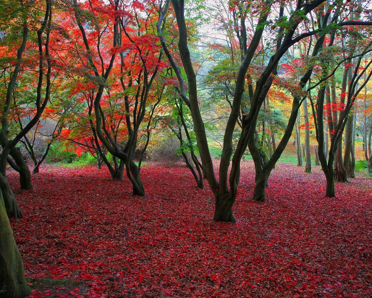 Plant trees wallpaper (7) #8 - 1280x1024