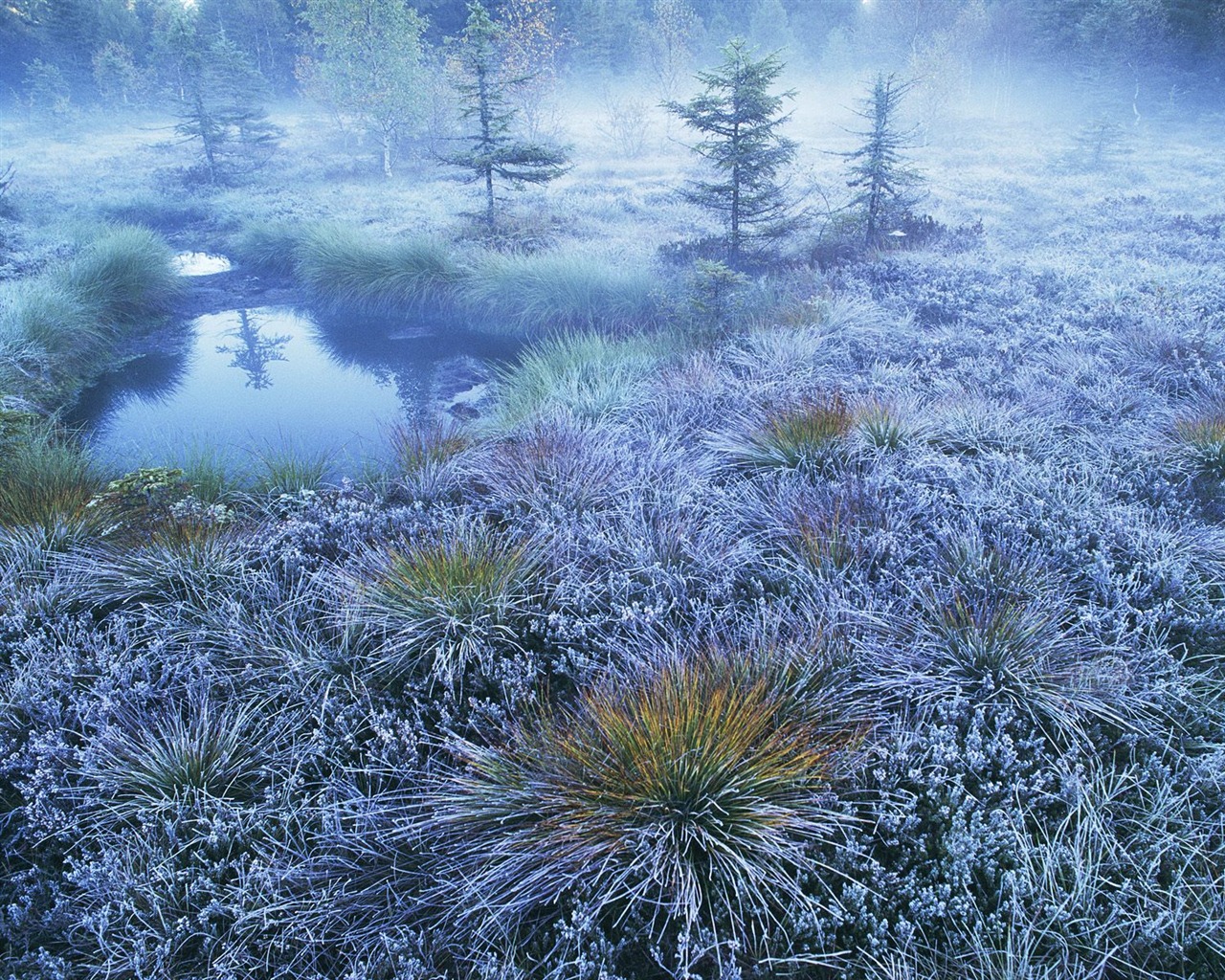 Zasadit stromy, tapety (7) #9 - 1280x1024