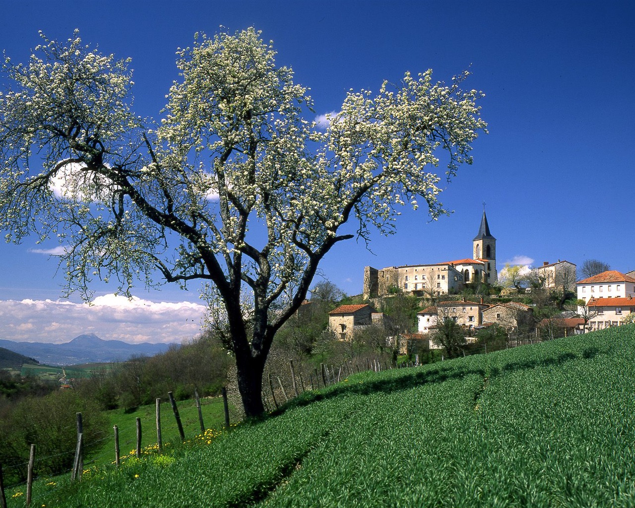 Plant trees wallpaper (7) #11 - 1280x1024
