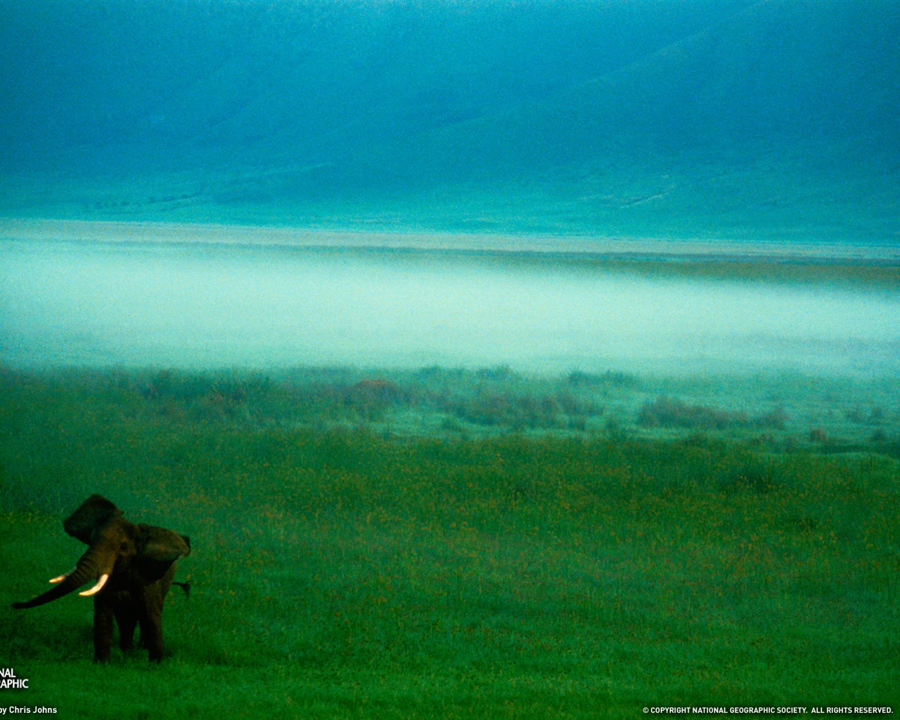 National Geographic album papier peint des animaux (3) #7 - 1280x1024