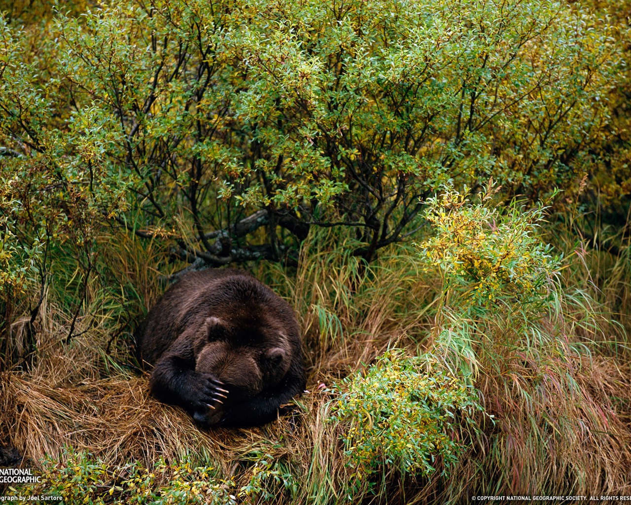 National Geographic animal wallpaper album (3) #9 - 1280x1024