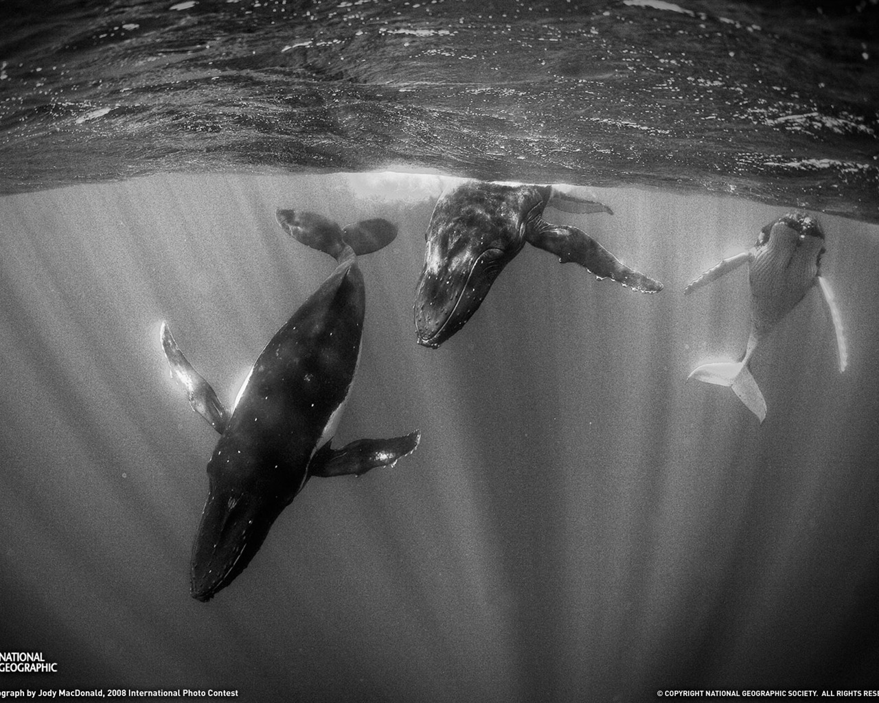 National Geographic zvířecí tapety album (3) #13 - 1280x1024