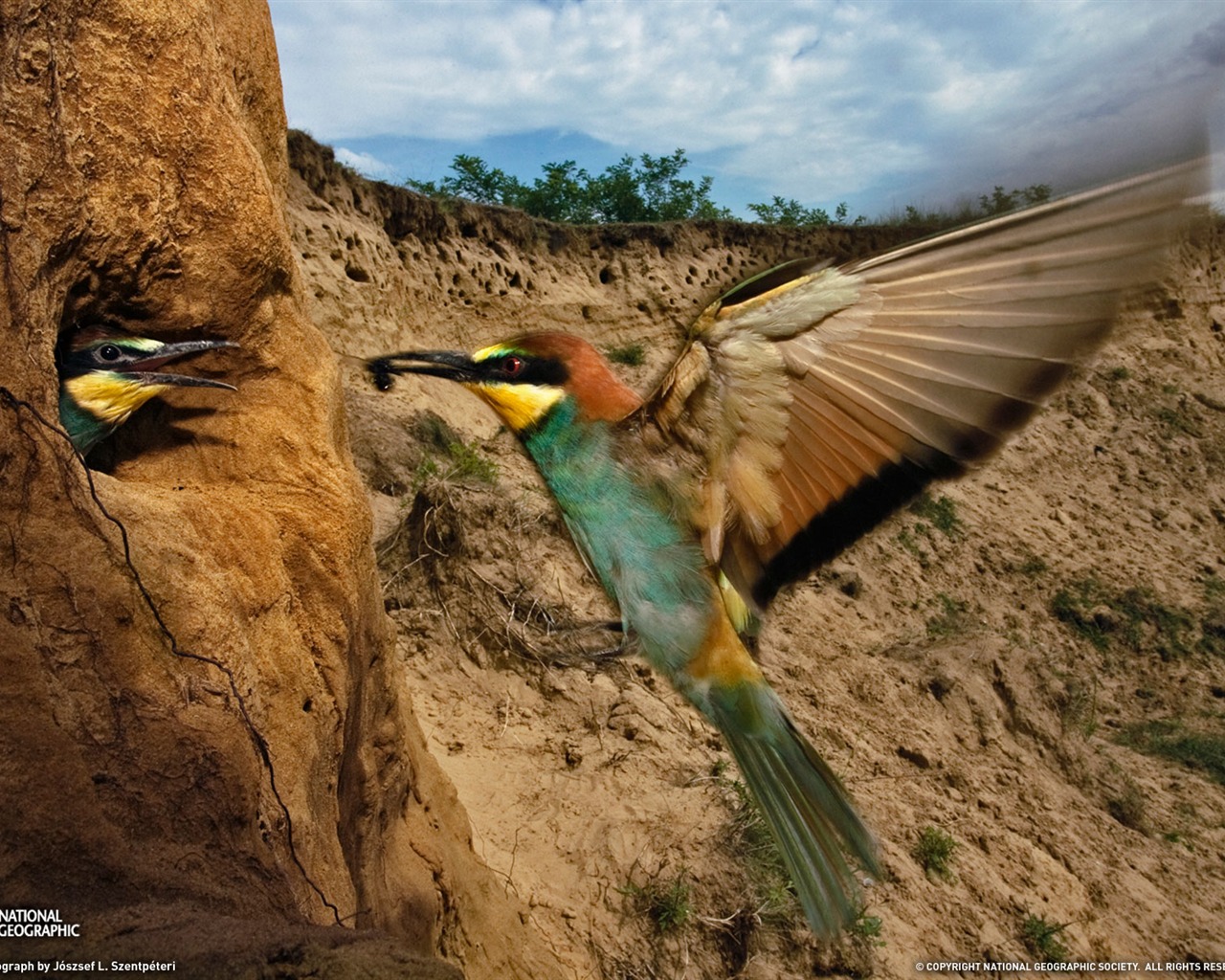 National Geographic zvířecí tapety album (3) #16 - 1280x1024