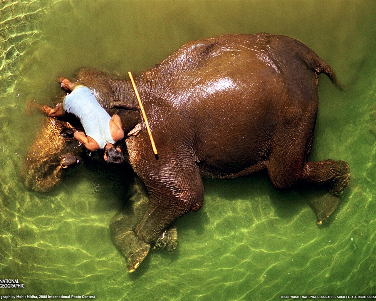 National Geographic zvířecí tapety album (4) #8 - 1280x1024