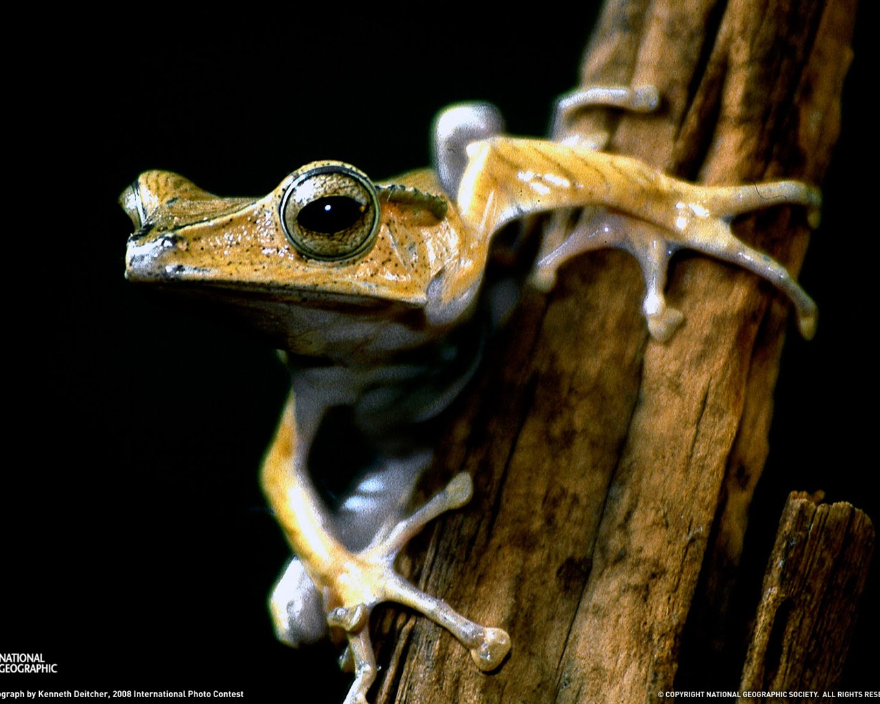 National Geographic zvířecí tapety album (4) #14 - 1280x1024