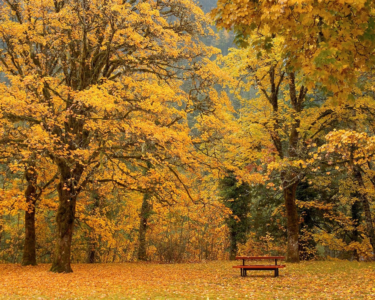 Plant trees wallpaper (8) #16 - 1280x1024