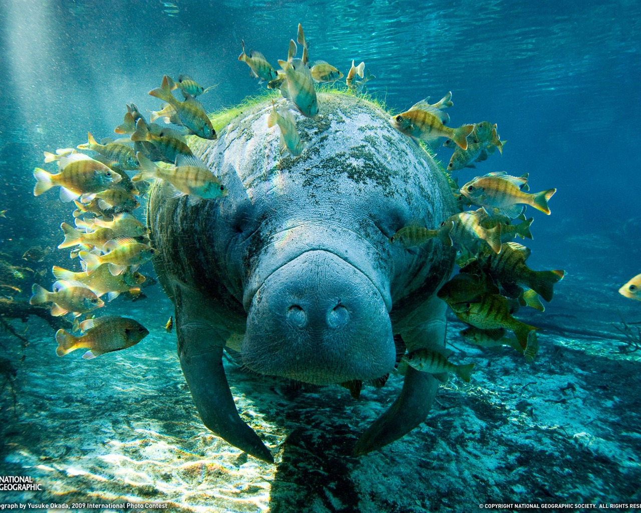 National Geographic animal wallpaper album (5) #13 - 1280x1024