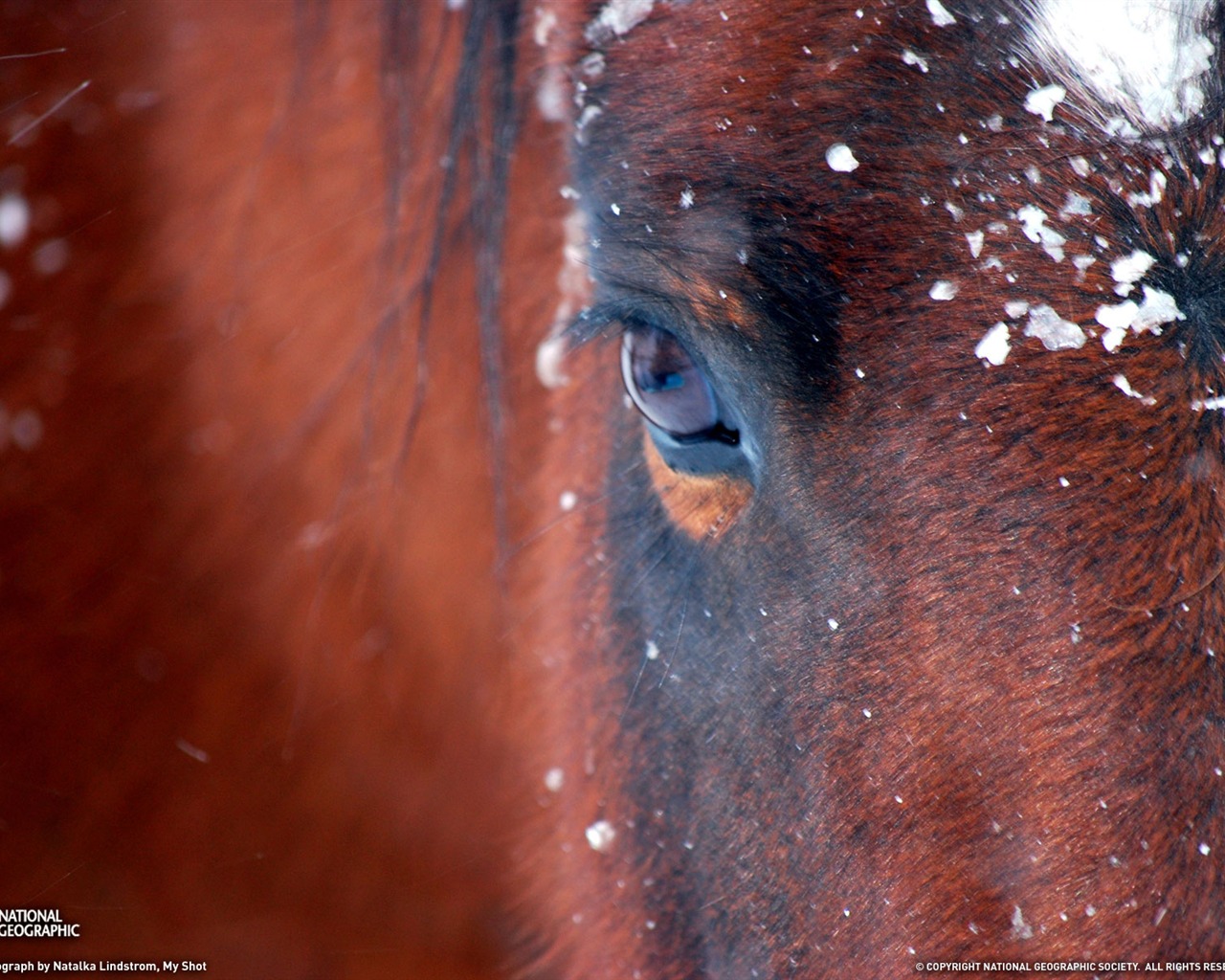 National Geographic zvířecí tapety album (5) #17 - 1280x1024