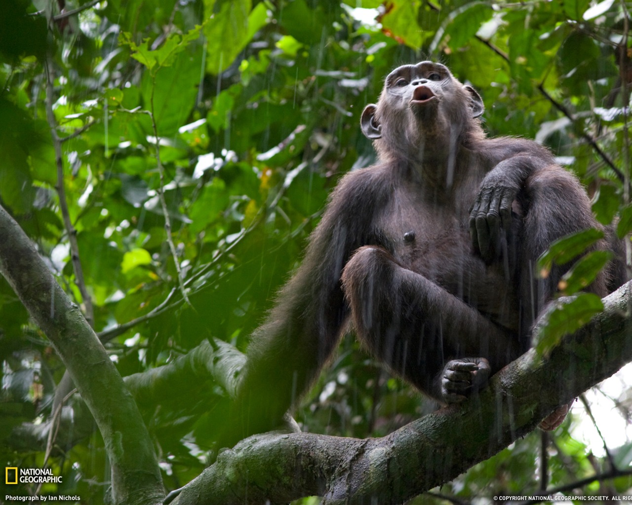 National Geographic zvířecí tapety album (5) #19 - 1280x1024