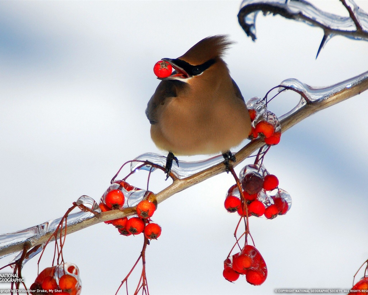 National Geographic animal wallpaper album (5) #20 - 1280x1024