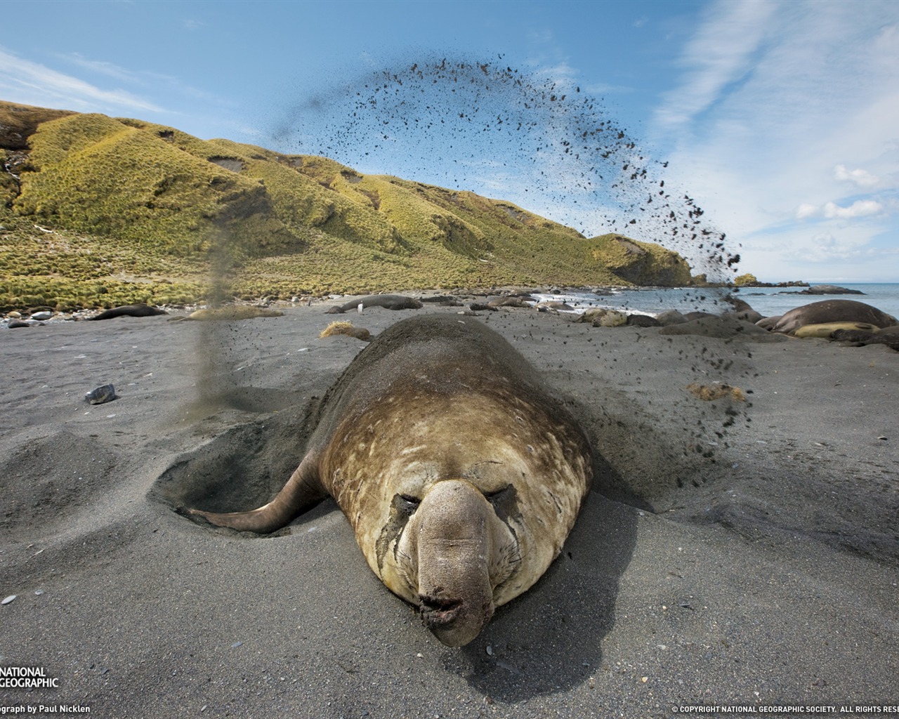 National Geographic animal wallpaper album (6) #2 - 1280x1024