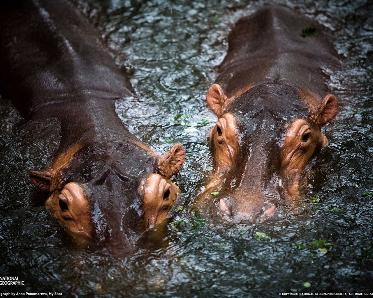 National Geographic animal wallpaper album (6) #3 - 1280x1024