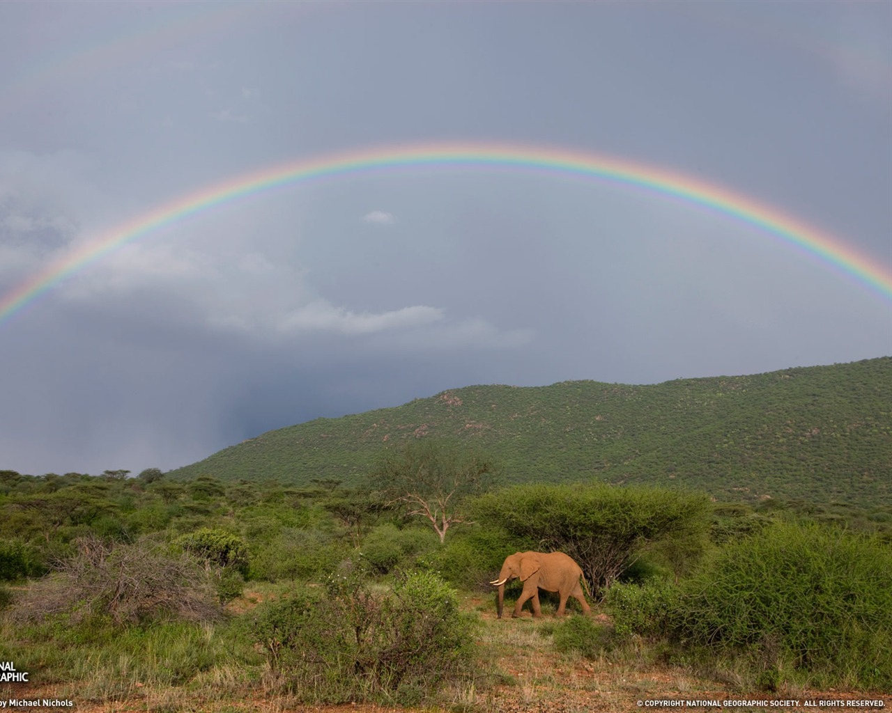 National Geographic animal wallpaper album (6) #16 - 1280x1024