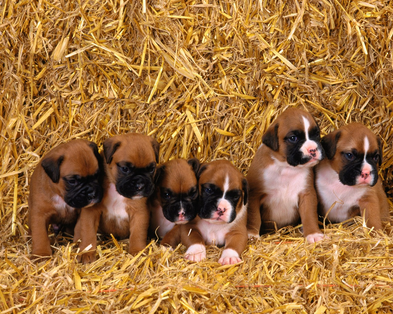 PET Kolekce Tapety na plochu (1) #4 - 1280x1024