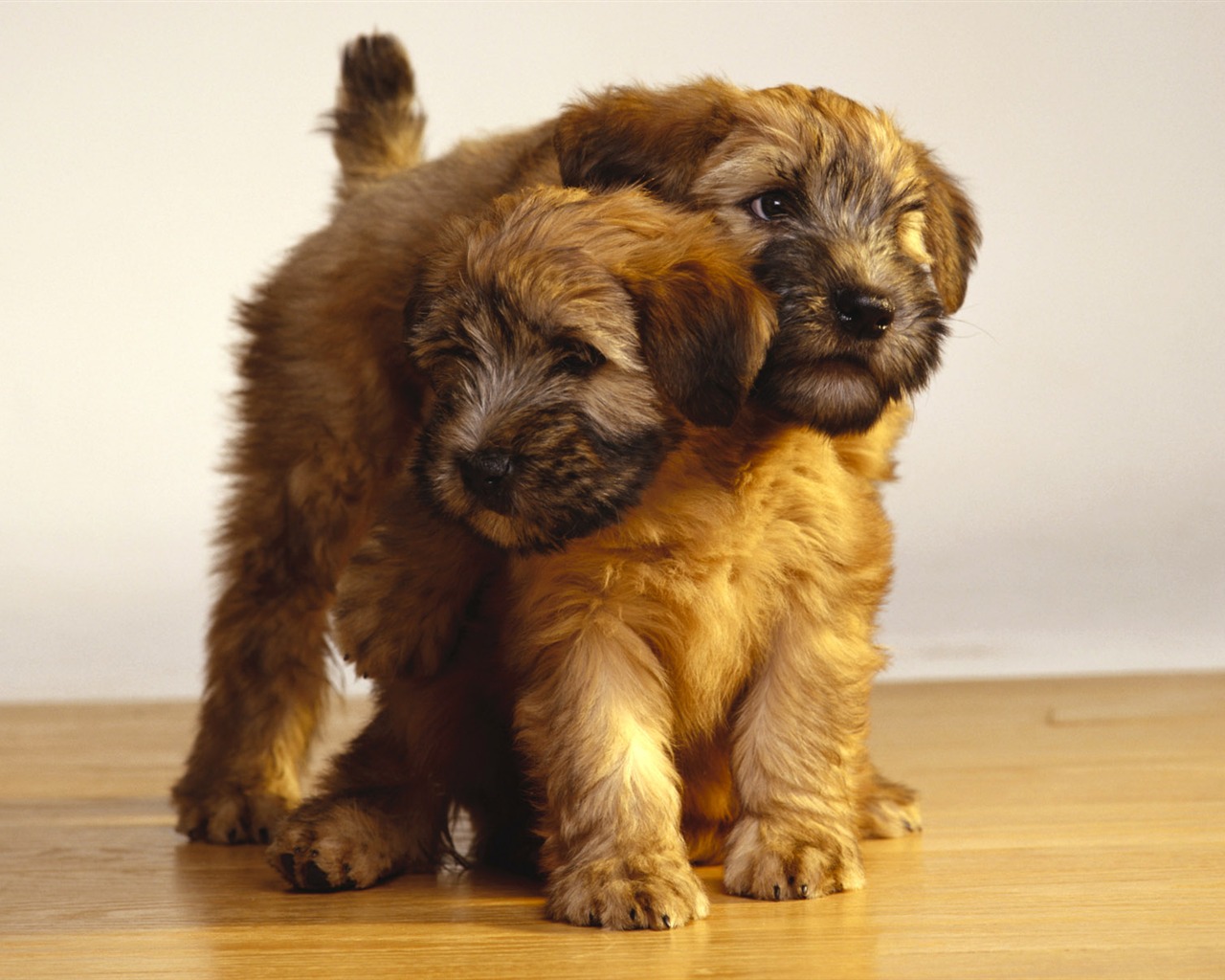 PET Kolekce Tapety na plochu (2) #5 - 1280x1024