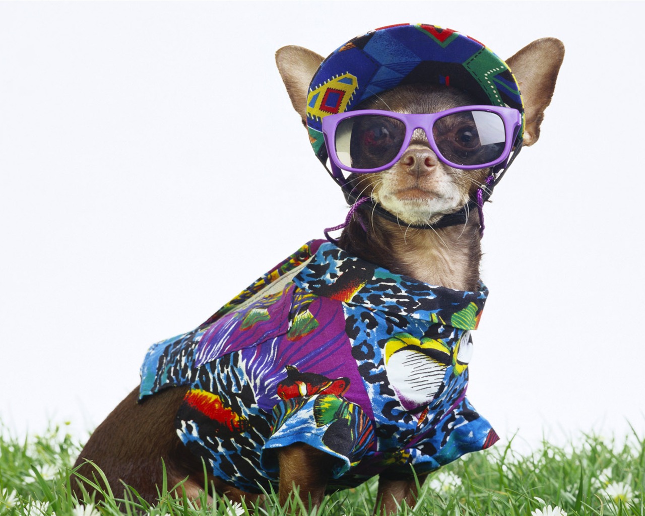 PET Kolekce Tapety na plochu (2) #13 - 1280x1024