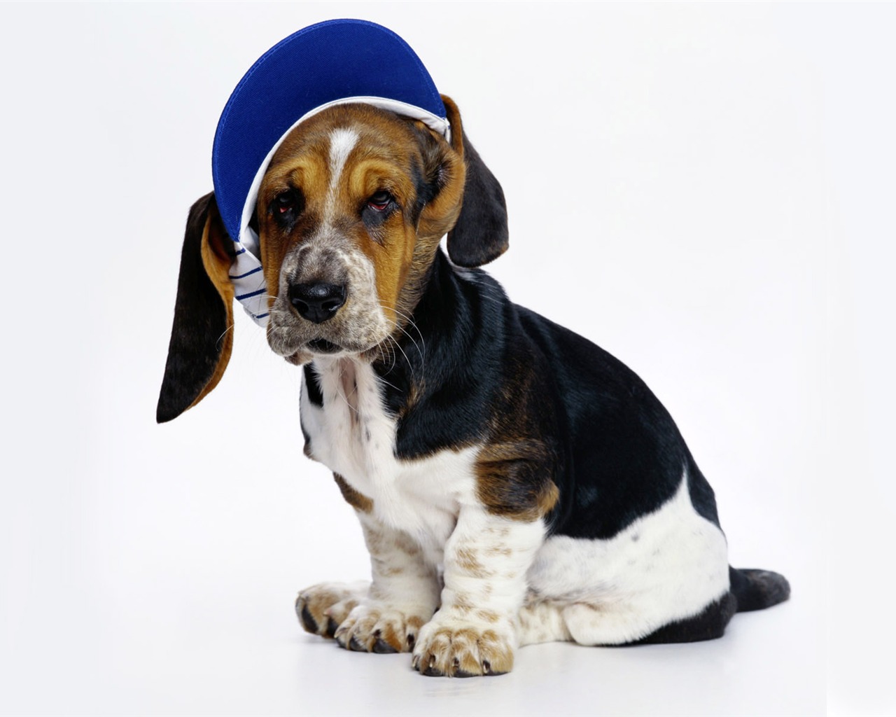 PET Kolekce Tapety na plochu (2) #14 - 1280x1024