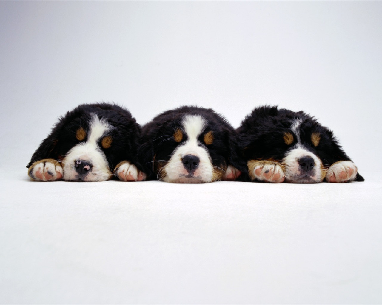 Pet Collection Wallpapers (2) #18 - 1280x1024