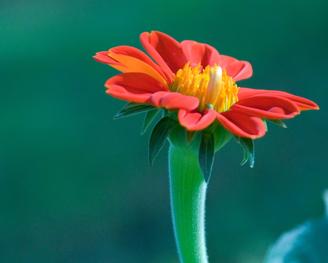 Widescreen wallpaper flowers close-up (11) #1 - 1280x1024