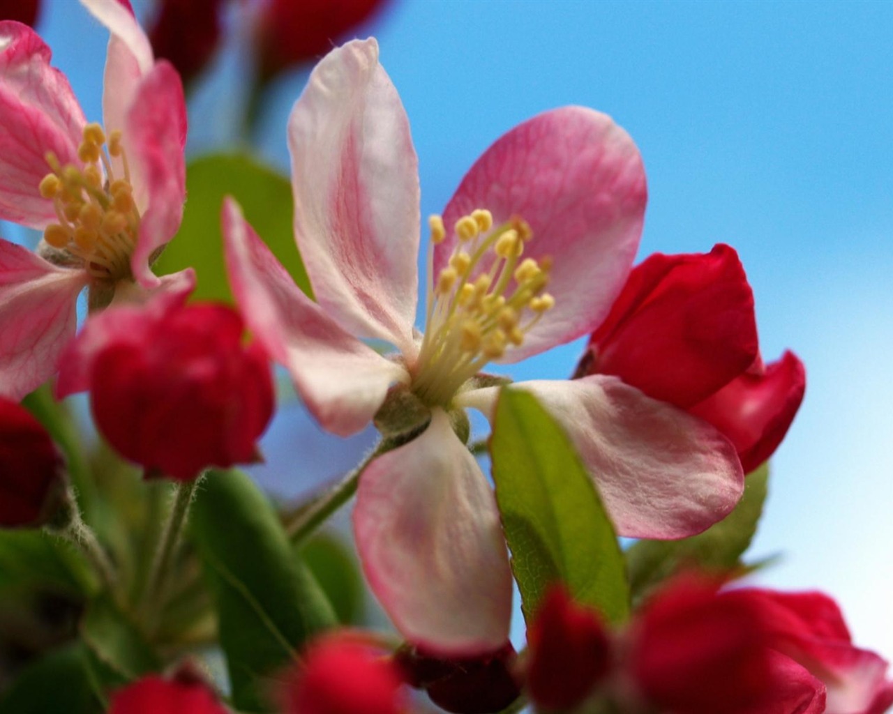 Widescreen wallpaper flowers close-up (11) #2 - 1280x1024