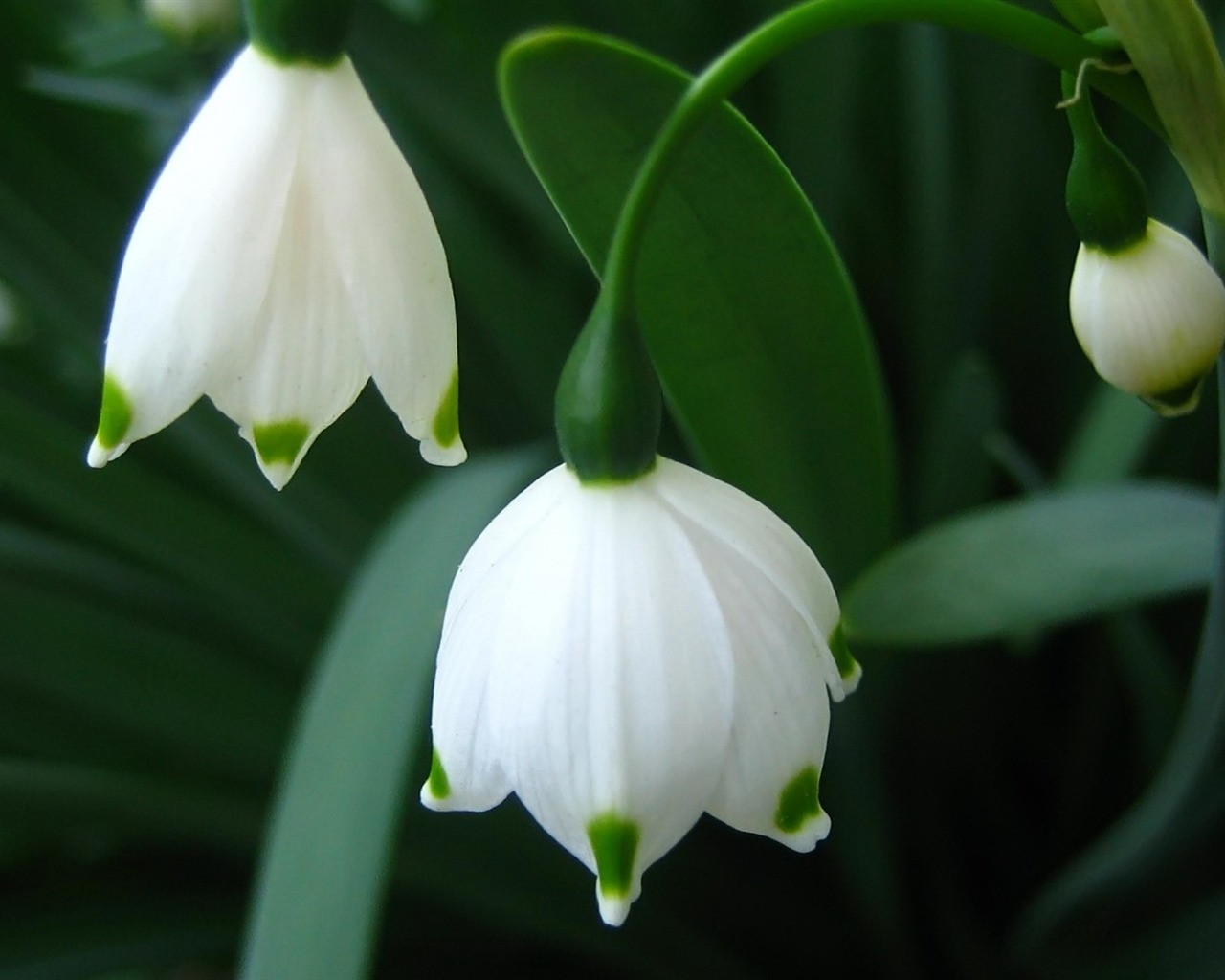 Widescreen wallpaper flowers close-up (11) #3 - 1280x1024