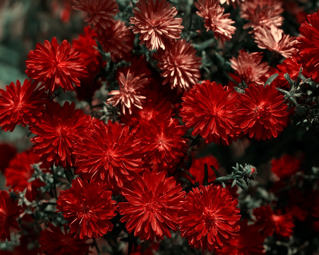 와이드 스크린 벽지의 꽃 가까이에서 (11)까지 #5 - 1280x1024